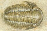 Detailed Gerastos Trilobite Fossil - Morocco #363932-1